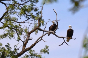 Two adult bald eagles sit atop a tree on the Hanford site near the Columbia River. Hanford biologists recently counted 60 eagles on the site, the most ever at Hanford at one time. Two adult bald eagles sit atop a tree on the Hanford site near the Columbia River. Hanford biologists recently counted 60 eagles on the site, the most ever at Hanford at one time.