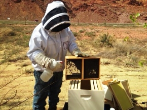 A beekeeper starts a new hive at the Moab site with 3 pounds of bees and a queen. Sugar water is sprayed on the bees before placing them into the hive to keep them calm and prevent them from flying away. A beekeeper starts a new hive at the Moab site with 3 pounds of bees and a queen. Sugar water is sprayed on the bees before placing them into the hive to keep them calm and prevent them from flying away.