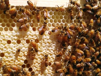 The caped comb shows that the queen bee has laid eggs in the hives. The caped comb shows that the queen bee has laid eggs in the hives.