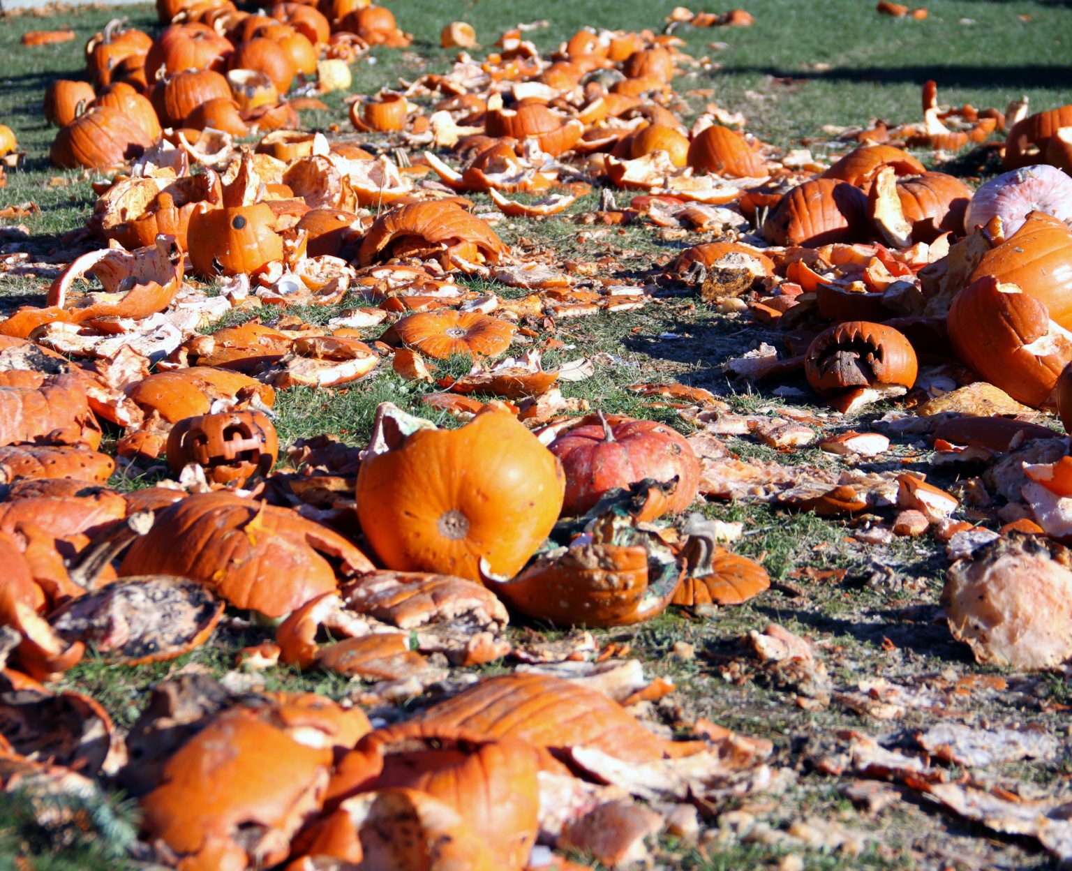 Smashing pumpkins to help the environment