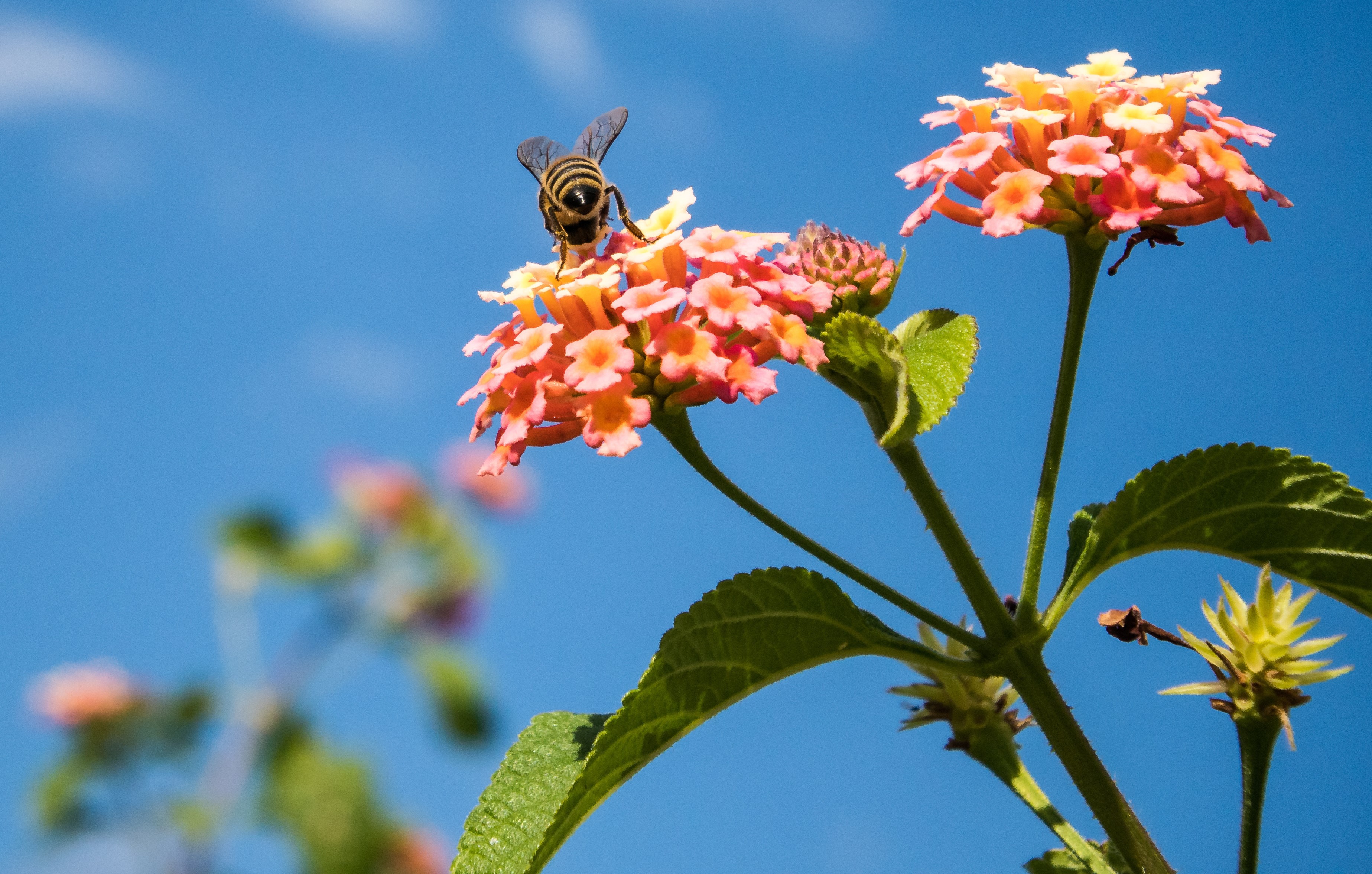 Climate Change Is Ratcheting Up the Pressure on Bees