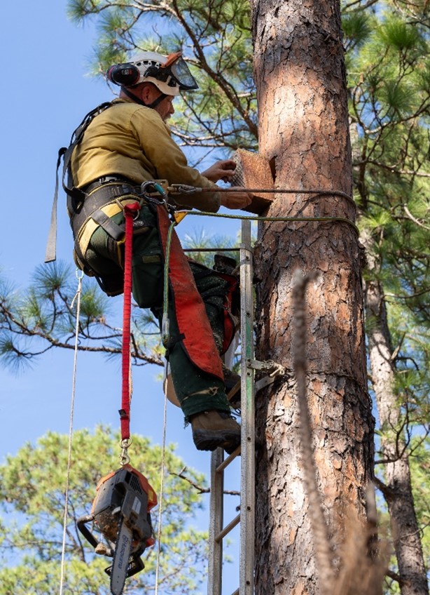 A man scaling on a tree to install a Woodpecker cavity box