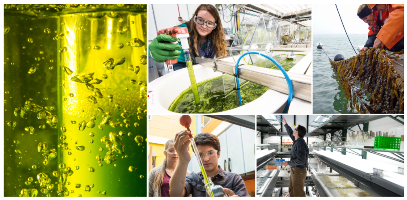 AlgaePrize Banner