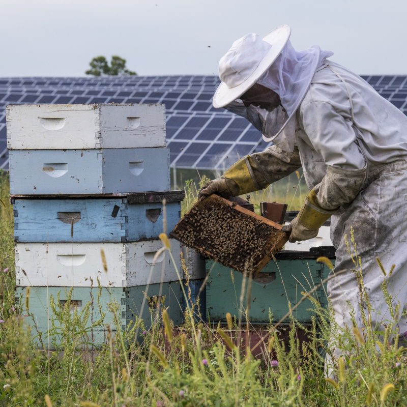 Beekeeper in front of solar array