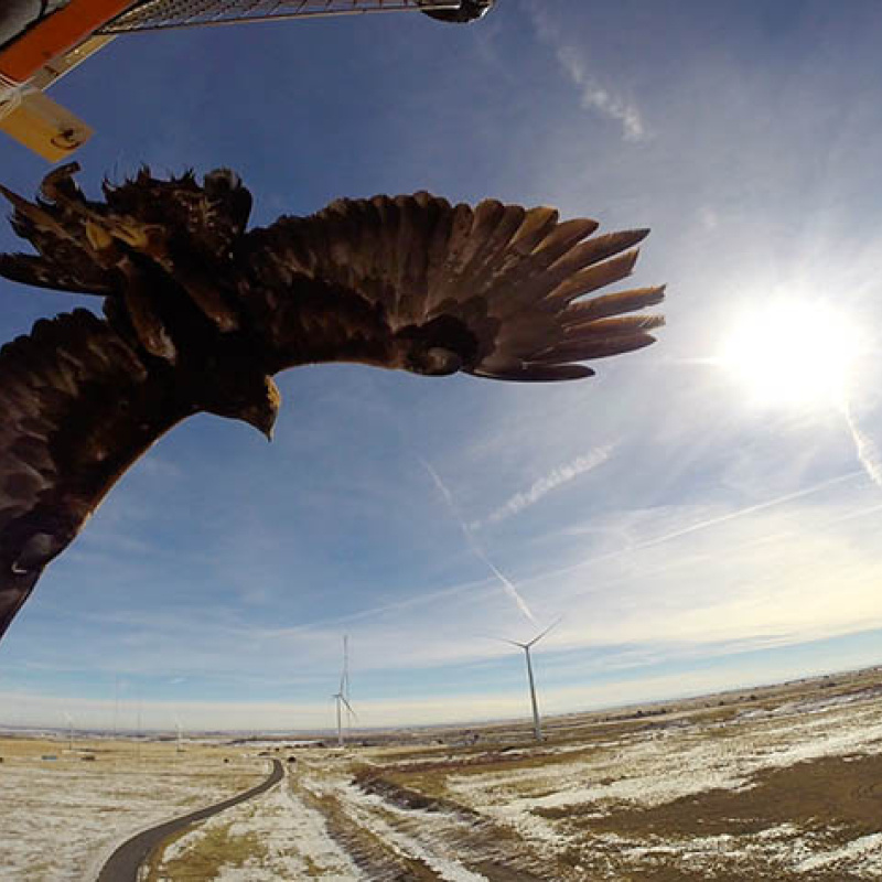 A golden eagle photographed near NREL's Flatirons campus