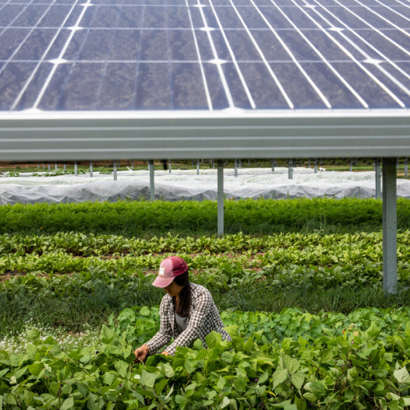 A farmer harvests crops at Jack's Solar Garden.