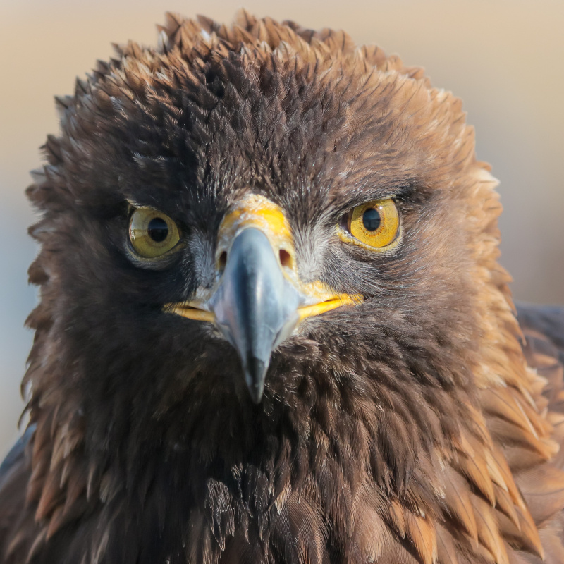 Golden Eagle looks at camera. 
