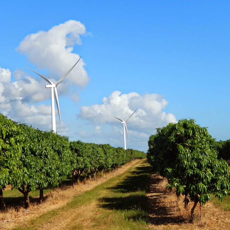 Two wind turbines rise over rows of fruit trees.  
