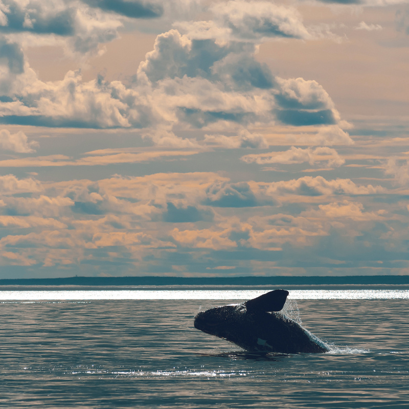Right whale breaches a body of water. 