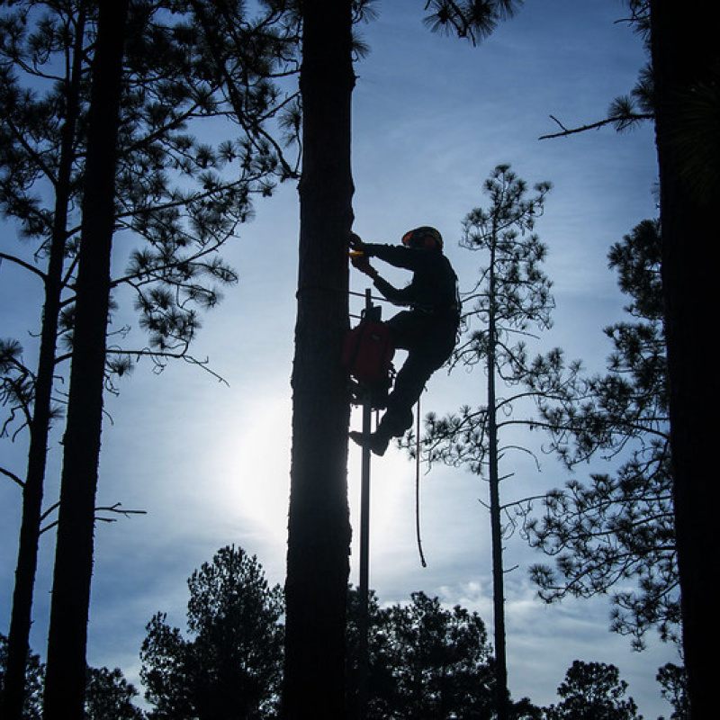 Silhouette of person who has ascended a tree surrounded by other trees