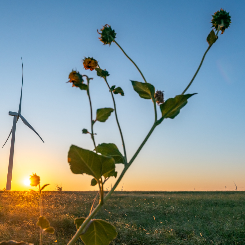 Turbine in background of field and plants. 