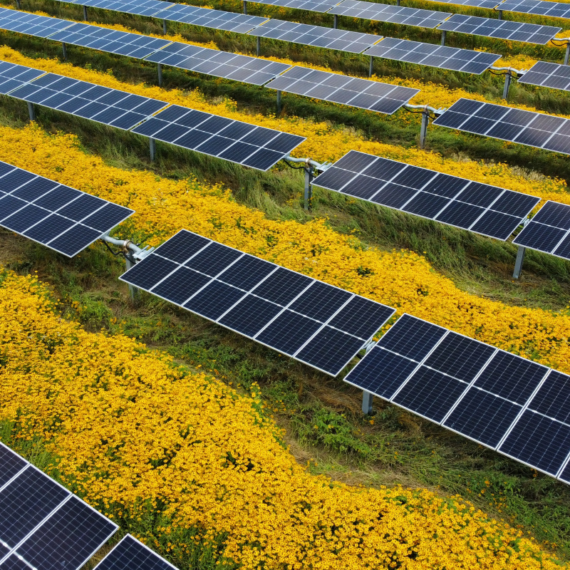 Aerial photo of solar panels with native flowers planted around them. 