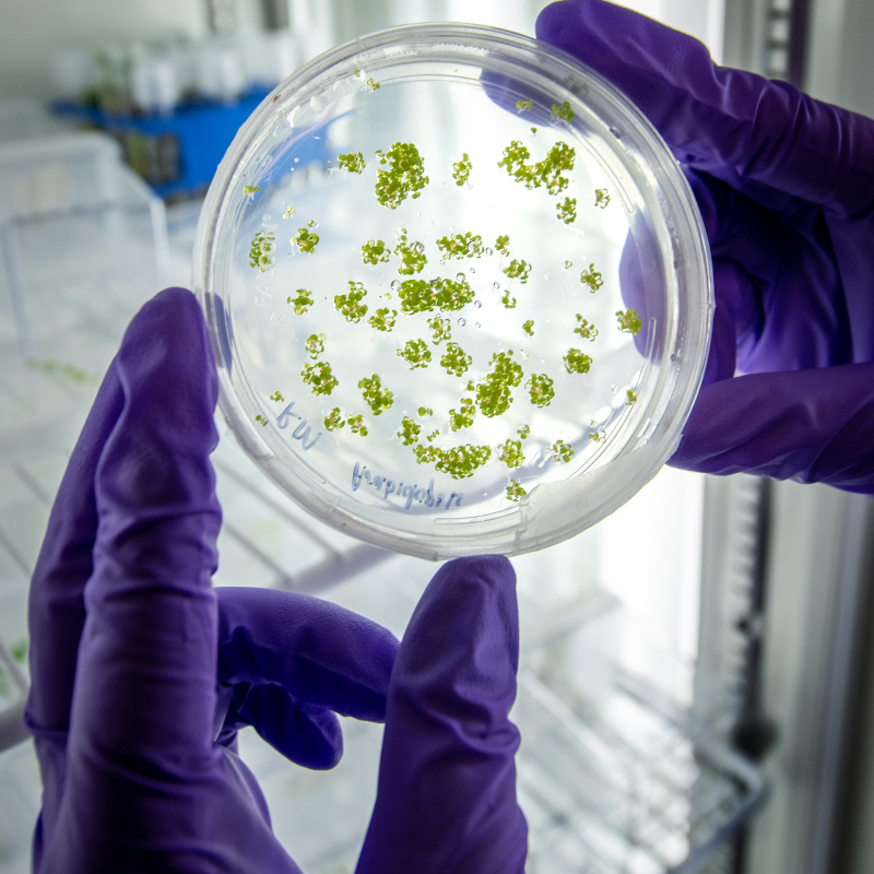 Photo of two gloved hands holding a petri dish up against a light
