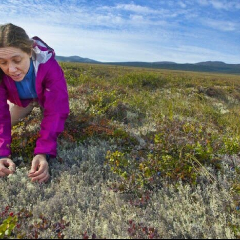 A woman in a pink jacket kneeling over grass in a field
