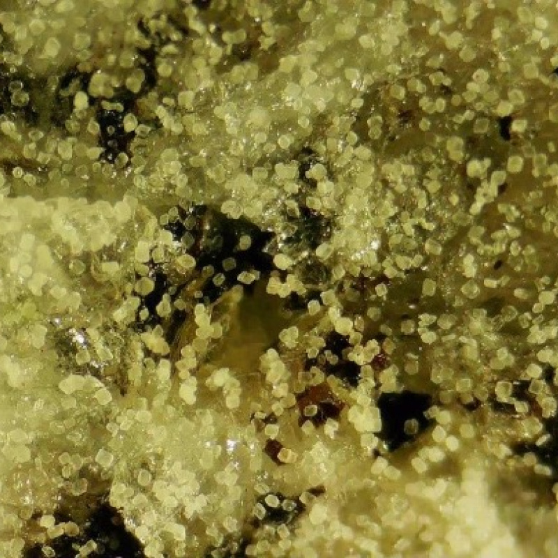 Photo of microscopic, light yellow particles on a dark background