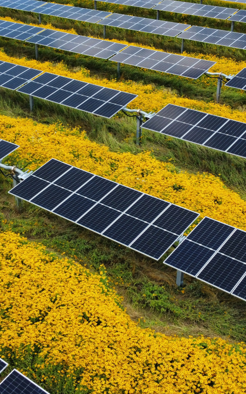 Aerial photo of solar panels with native flowers planted around them. 