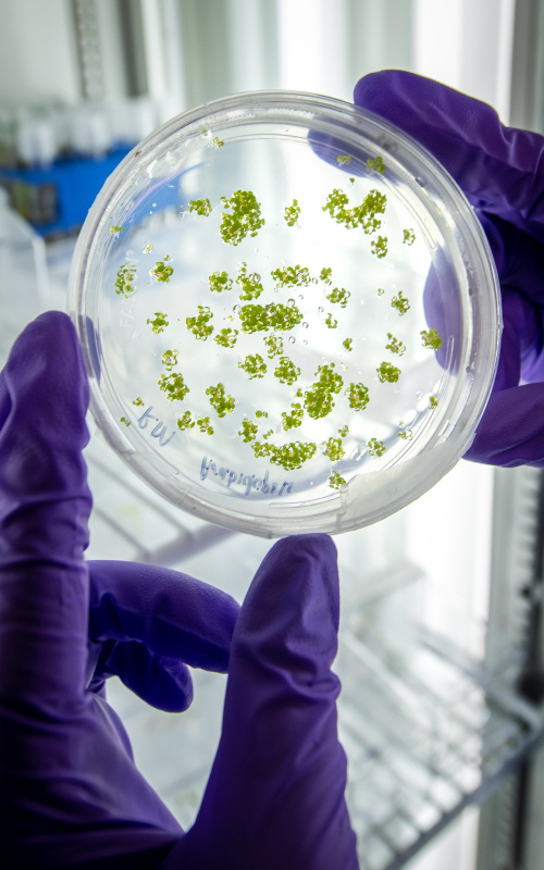 Photo of two gloved hands holding a petri dish up against a light