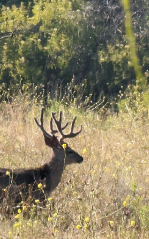 Mule deer at SSFL