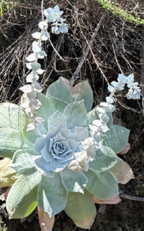 Dudleya