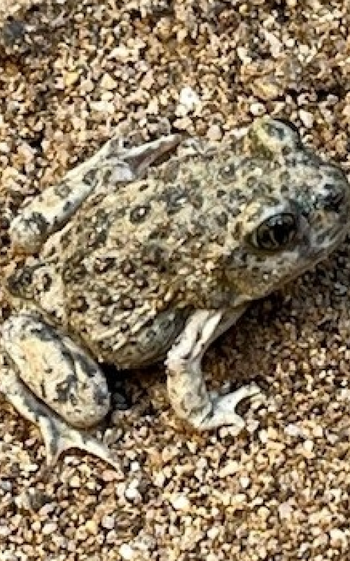 Western spadefoot toad