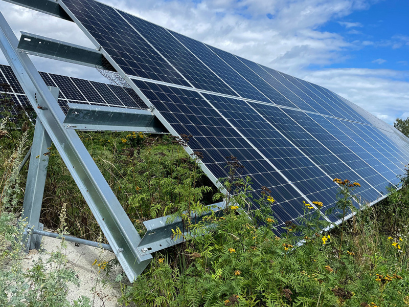 Solar panels near the ground surrounded by natural vegetation.
