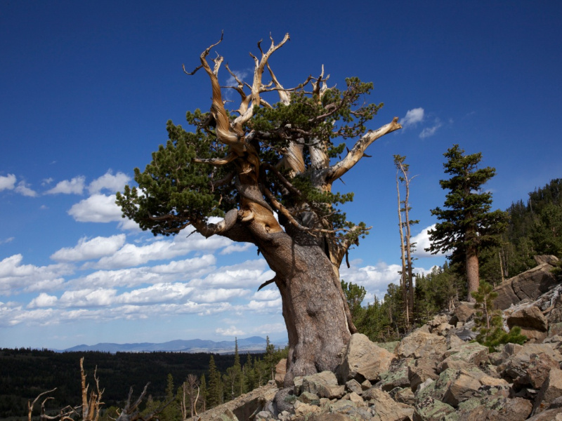 A short pine tree growing on the side of a mountain with loose rocks surrounding it, with more pines and mountains in the background.
