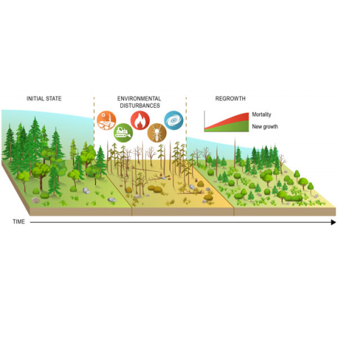 Environmental disturbances over time have negatively impacted forests, causing a deforestation loop where mortality is increasing and new growth is limited. Environmental disturbances over time have negatively impacted forests, causing a deforestation loop where mortality is increasing and new growth is limited.