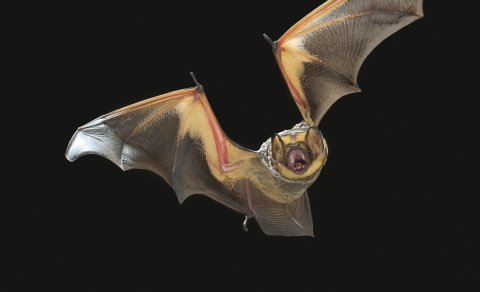Michael Durham/Minden Pictures, Bat Conservation International Close-up photo of a bat in flight.