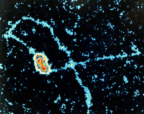 DNA replication under an electron microscope