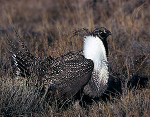 Image related to New Model Examines Cumulative Impacts of Wind Energy Development on Sensitive Species