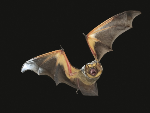 research funded bat deterrent technologies to minimize the need for curtailment to reduce environmental impacts of land-based and offshore wind energy