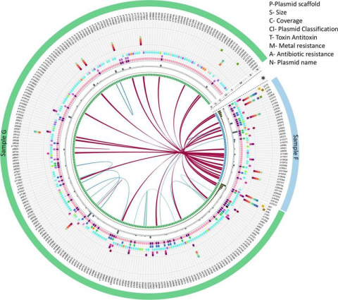 Visualization shows circular plasmids (mobile genetic elements) from two ground water samples taken in Oak Ridge, Tennessee (sample F, blue; sample G; green). Using a newly devised method, researchers discovered more than 600 plasmids. 