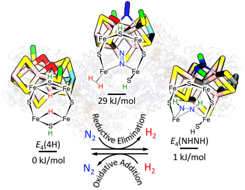 The nitrogenase enzyme couples the energy-releasing formation of hydrogen (H2) (reductive elimination) to the energy-requiring cleavage of the triple bond in nitrogen (N2) (oxidative addition) (bottom, center). 