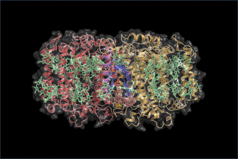 Scientists determined that the structure of the Heliobacterium photosystem is more symmetrical than more recently evolved photosystems. They used advanced X-ray crystallography to determine fine details of the proteins in the photosystem.
