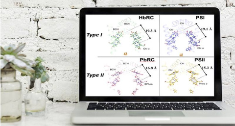 Researchers compared the structures of four centers in photosynthesis electron transfer: the Heliobacterial reaction center (HbRC; green), the purple bacterial reaction center (PbRC, red), and Photosystem I (PSI, blue) and Photosystem II (PSII, yellow). 