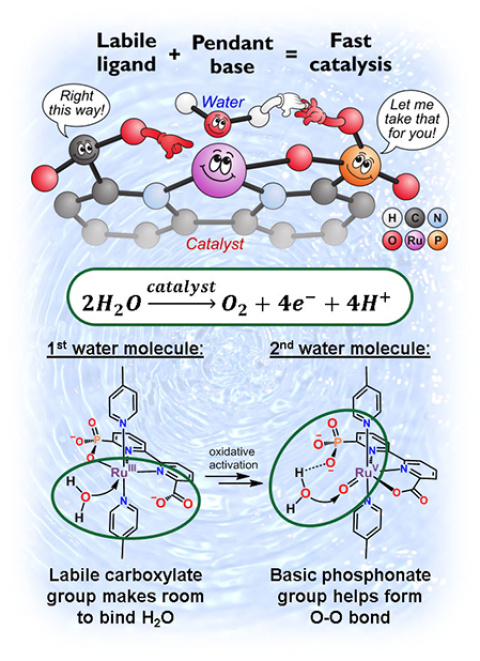 The cartoon represents the functions of the catalyst components and chemical drawings of the key reaction steps in oxidizing water (H2O) into oxygen (O2), electrons (e-), and protons (H+). 