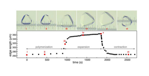 Hybrids expand and contract. Light micrographs (top) show the expansion and contraction of a crystal-gel hybrid. In the top, i-vi correspond to the red circles (time points) in the bottom. The separation between the ruler’s major ticks is 100 micrometers.