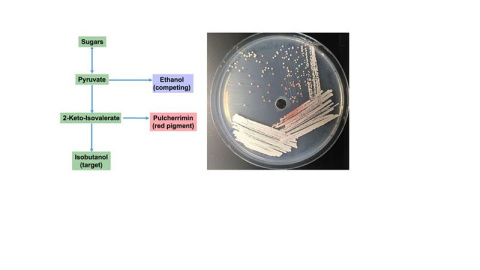 Both pulcherrimin and isobutanol (see flowchart) are derived from a common pathway. Some yeasts (left) are particularly adept at making pulcherrimin. 
