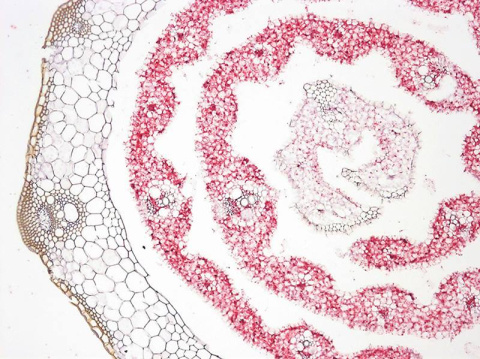 Inside the long leaf and leaf sheath of a model grass, plants store a six-carbon sugar (red, immunolabeling). Understanding how plants pack in the sugar could help in engineering sorghum plants to produce more sugars for biofuels.