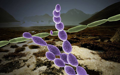 An international team tracked the genomic composition of microbes (purple and green) in thawing permafrost to determine which had the most impact on releases of carbon dioxide and methane to the atmosphere.