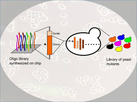 A genome-wide CRISPRCas9- & homology-directed-repair-assisted genome-scale engineering library can be synthesized, cloned, & delivered to yeast cells.The resulting yeast mutant library can be used for high-throughput screening of microbial cell factories.