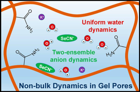 Polymer fibers (brown) form pores within polyacrylamide hydrogels. Inside one of these tiny pores, water molecules (red, white) exhibit a uniform behavior, but the ions act differently depending on how close they are to the polymer fibers.