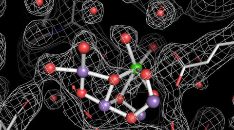 New pictures of Photosystem II show different ways the protein complex shifts and stretches as it splits water. This image shows the water-oxidizing complex in the last stable state before the water splits.