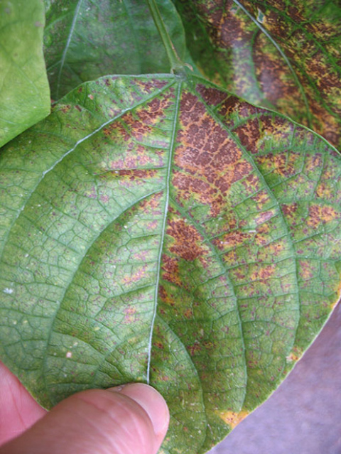 Ozone damage starts as stipple, which are dark pinpoint spots, visible on the left side of this snap bean leaf. The more extensive yellow-ringed brown patches on the top and right side of this leaf are evidence of severe ozone damage.