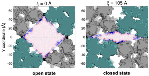The reorganization of nearby water molecules caused a pore in a material built from proteins to open (left) and close (right). Pore closing leads to expulsion of ordered water molecules close to the protein surface.