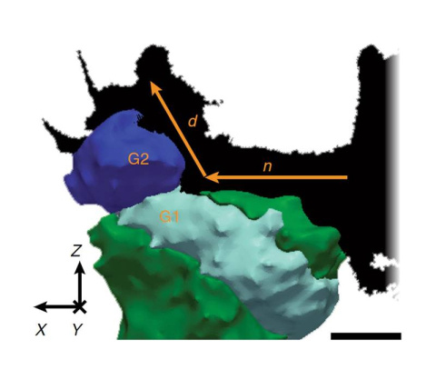 Combined X-ray diffraction and tomographic image of a crack deflection event at the boundary between two metal grains (labeled G1 and G2). The crack deflects toward the vertical.