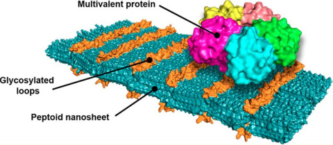 A molecular model of the team’s designer nanosheet shows loop structures of sugars that bind to the Shiga toxin, which causes dysentery. Artificial peptides, named peptoids by the inventing team, assemble themselves into ordered nanosheets.