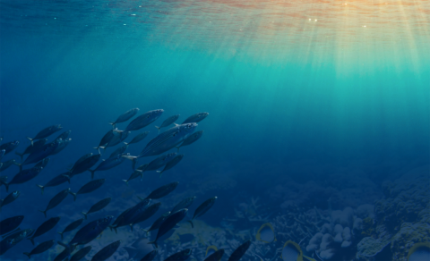 fish swimming with sunlight beaming through the water.