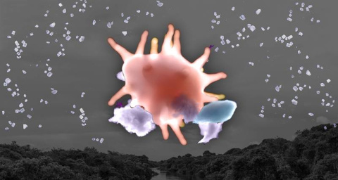 Contrary to previous theories, fungal spores-rather than sea salt-contribute the most to atmospheric sodium salt particles over the pristine Amazon basin, according to recent findings from an international team of scientists. 