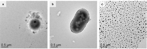 Cells of the Gram-positive bacteria (a) and fungal enrichment culture (b) after cell disruption with an ultra-sonication bath for 10 minutes. With identical treatment, no intact cells were found in the Gram-negative bacterial enrichment culture (c).